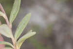 Coastal sand frostweed